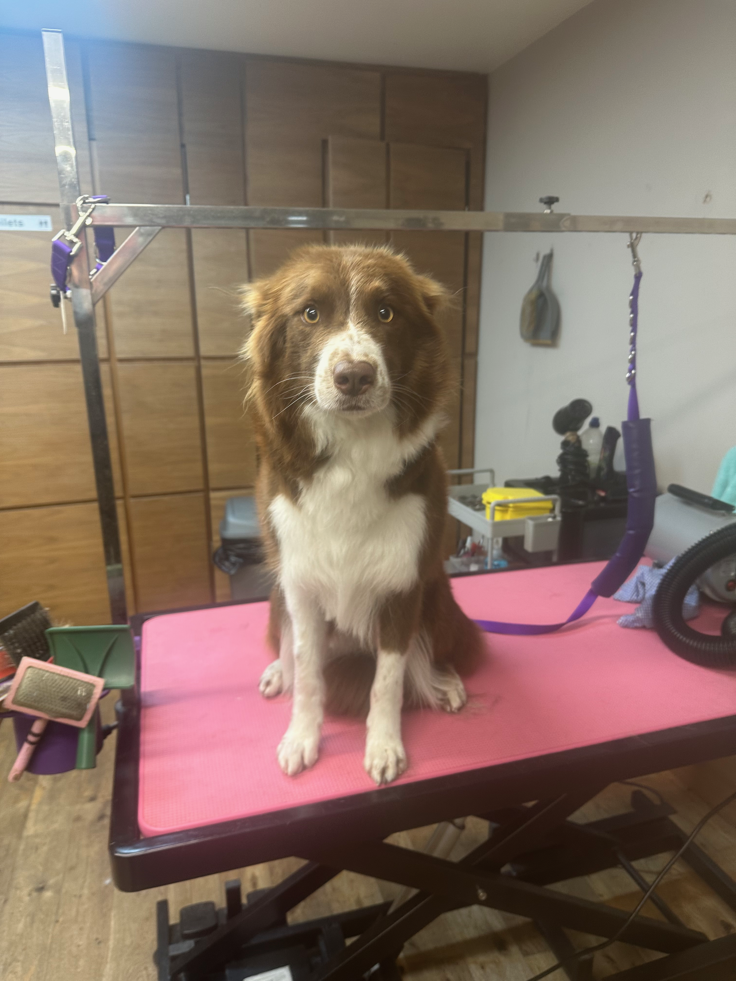 Grooming’s Role in Reducing Canine Stress and Anxiety