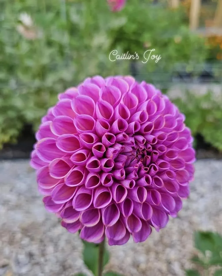 Caitlin's Joy — Tree House Blooms, LLC.