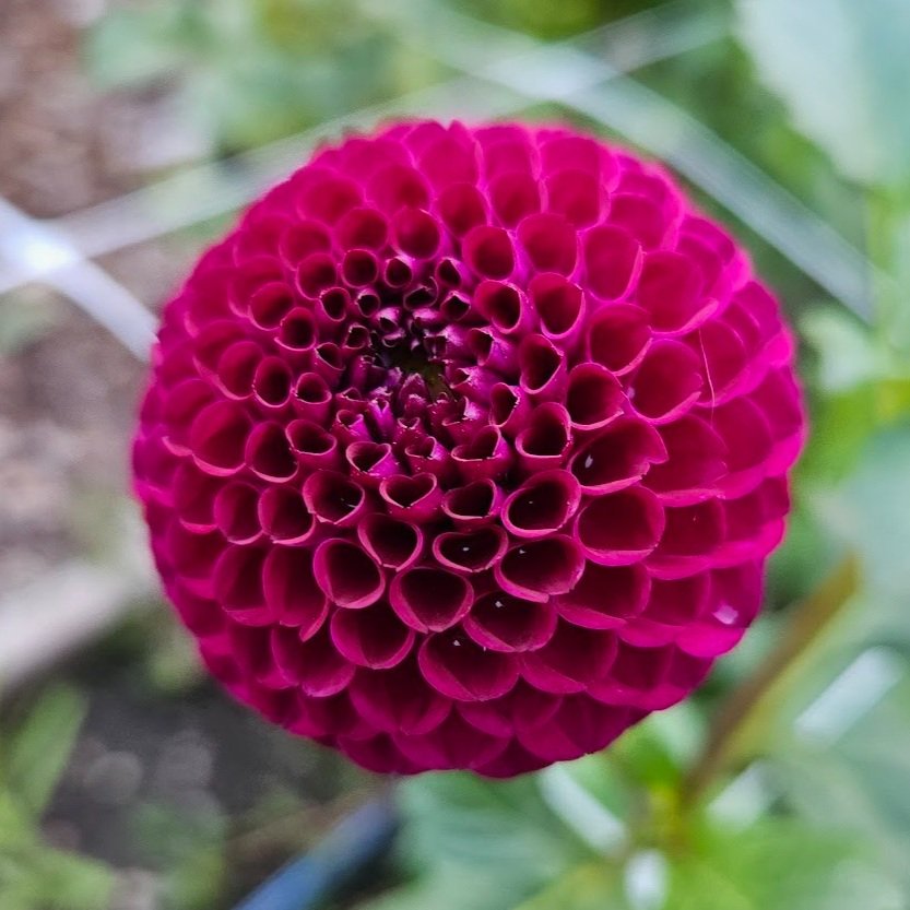 dot+com+-+more+purple+in+person.jpg