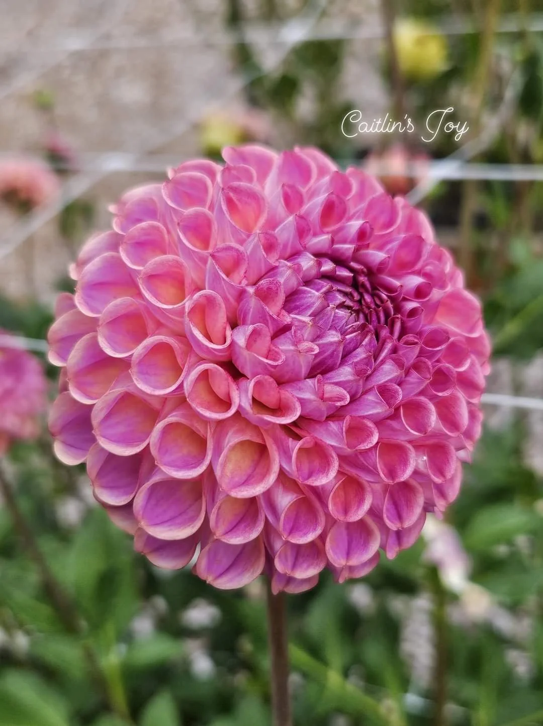 Caitlin's Joy — Tree House Blooms, LLC.