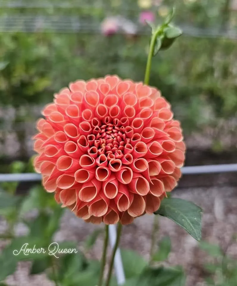 Amber Queen