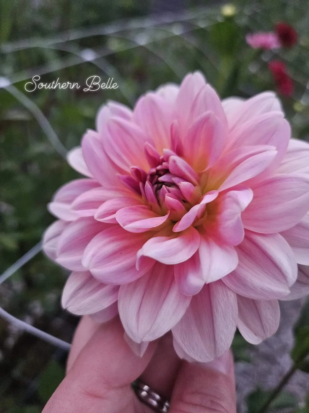 Southern Belle