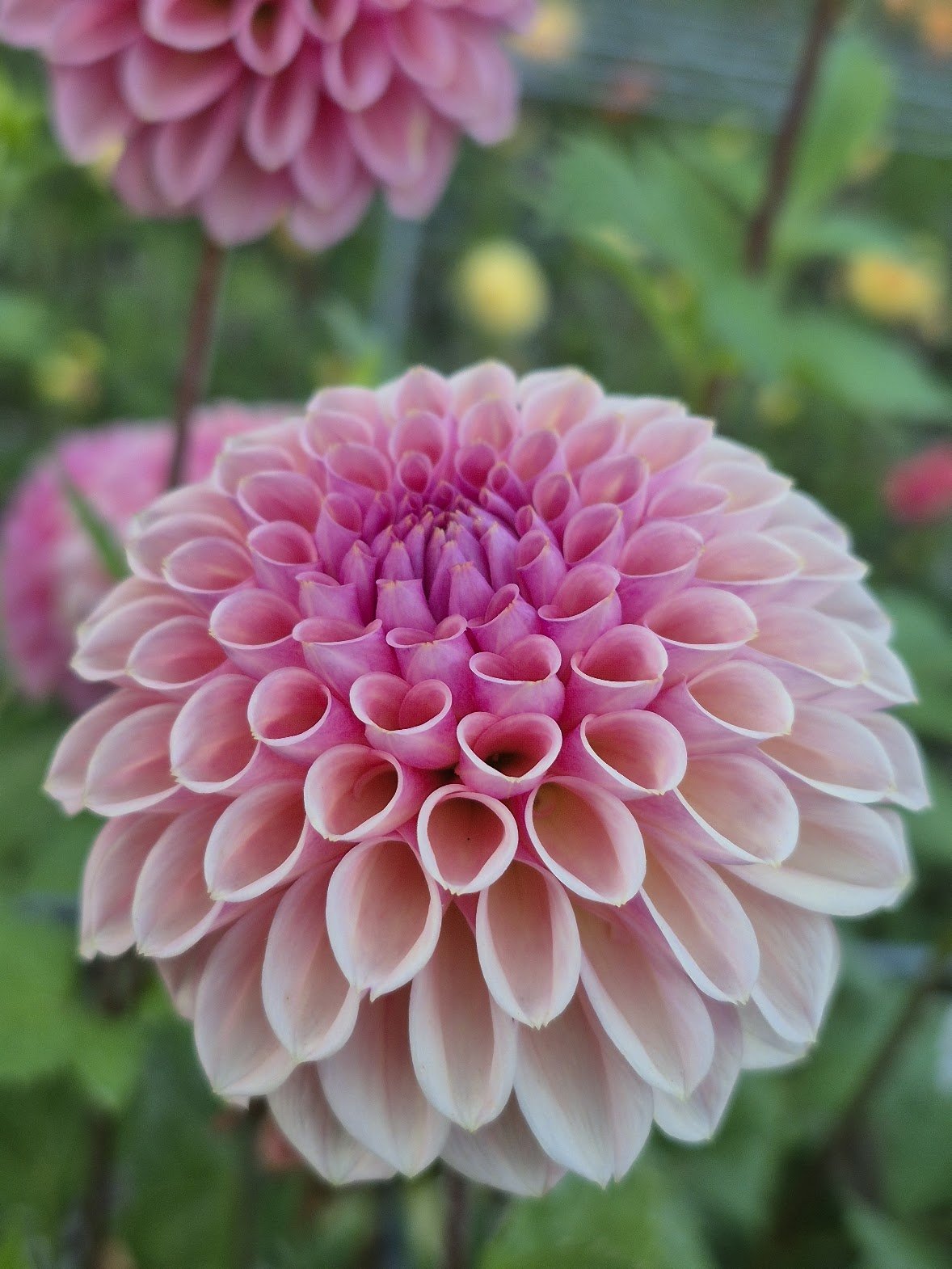 Bracken Rose (US) AKA Bracken Ruse