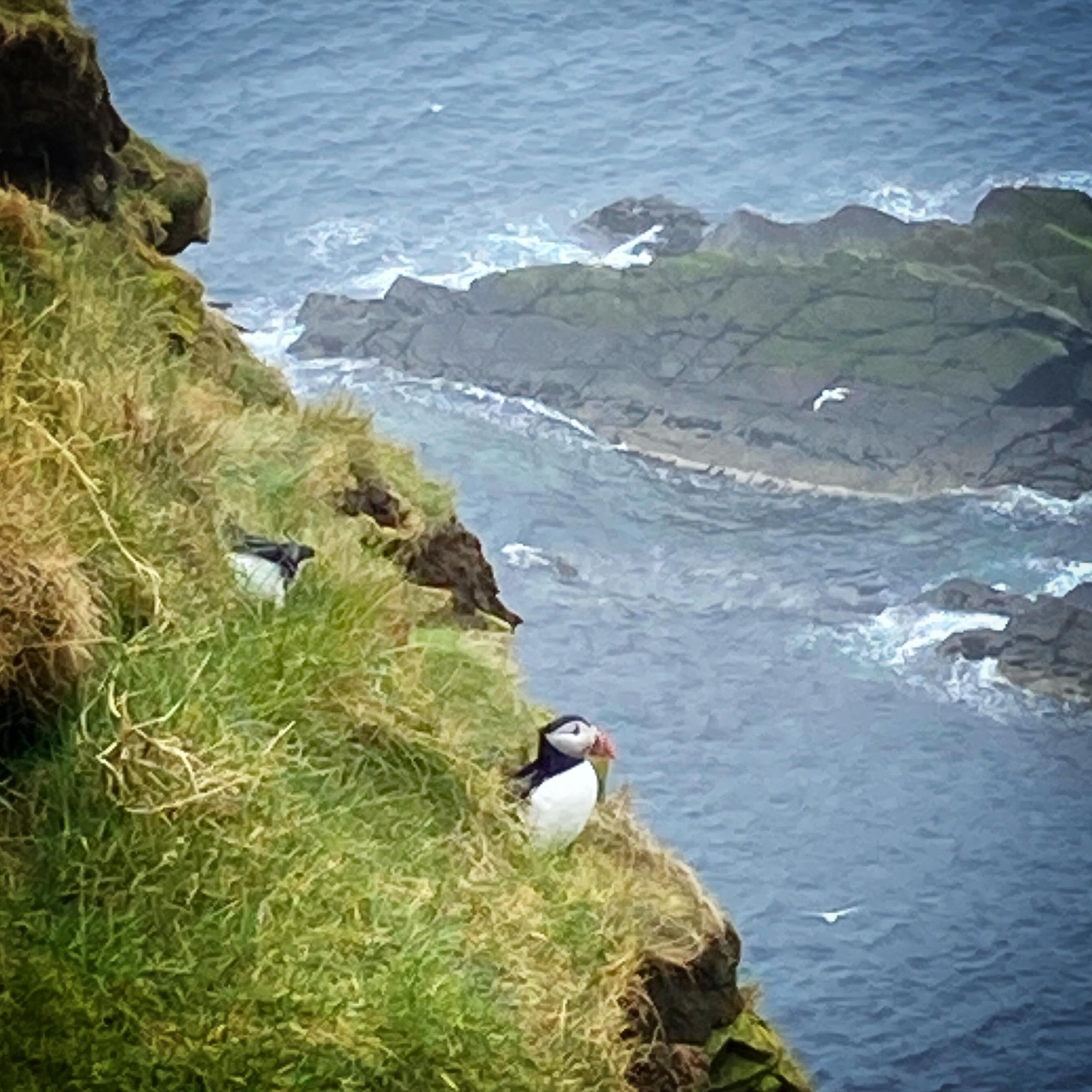 Tammy Norrie. #padeapix #puffins #sumburghhead #shetland #northernisles #seabirds