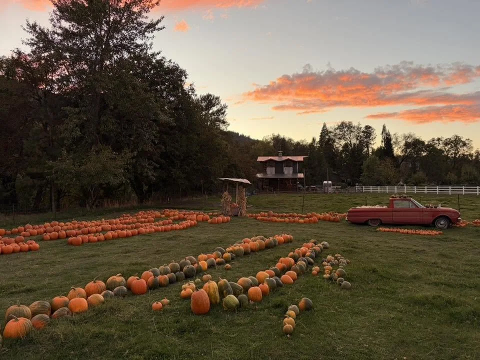 JF pumpkins kid grown pumpkin patch grants pass oregon.