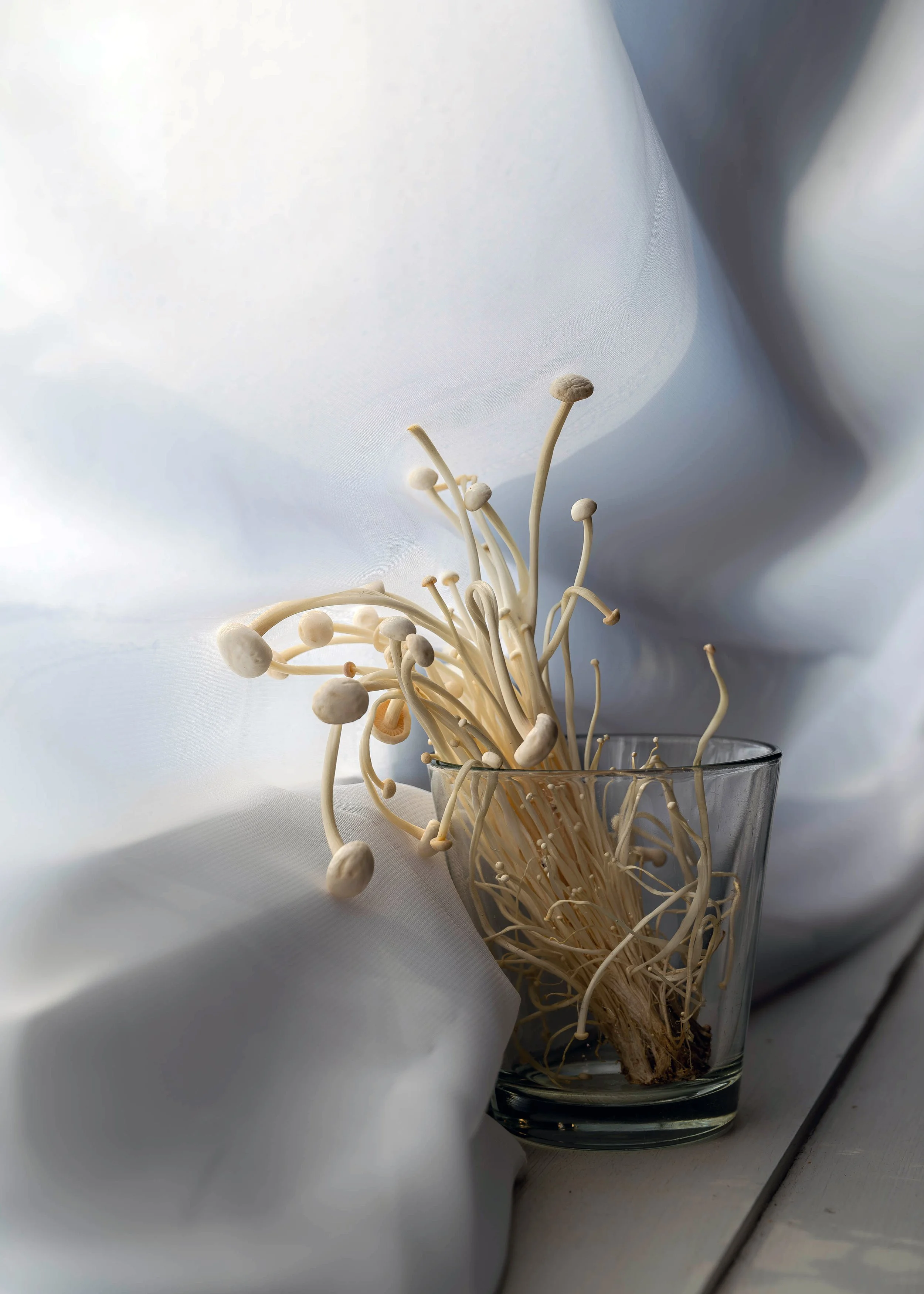 Meghan Pollock_3_1.jpg