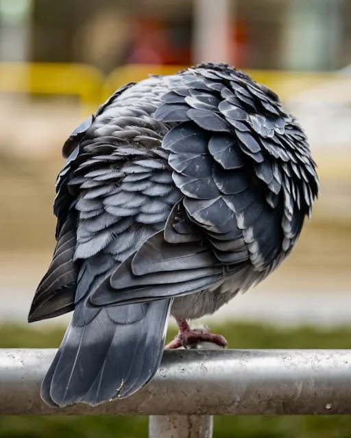 Meghan Pollock_5 (Ideas)_Birds_3.jpeg