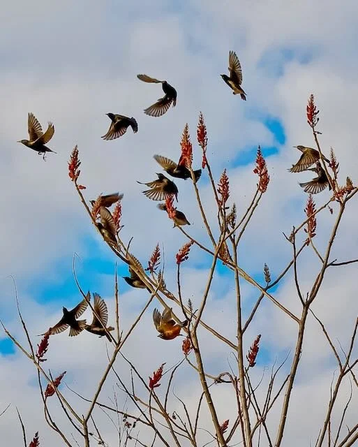 Meghan Pollock_5 (Ideas)_Birds_1.jpeg