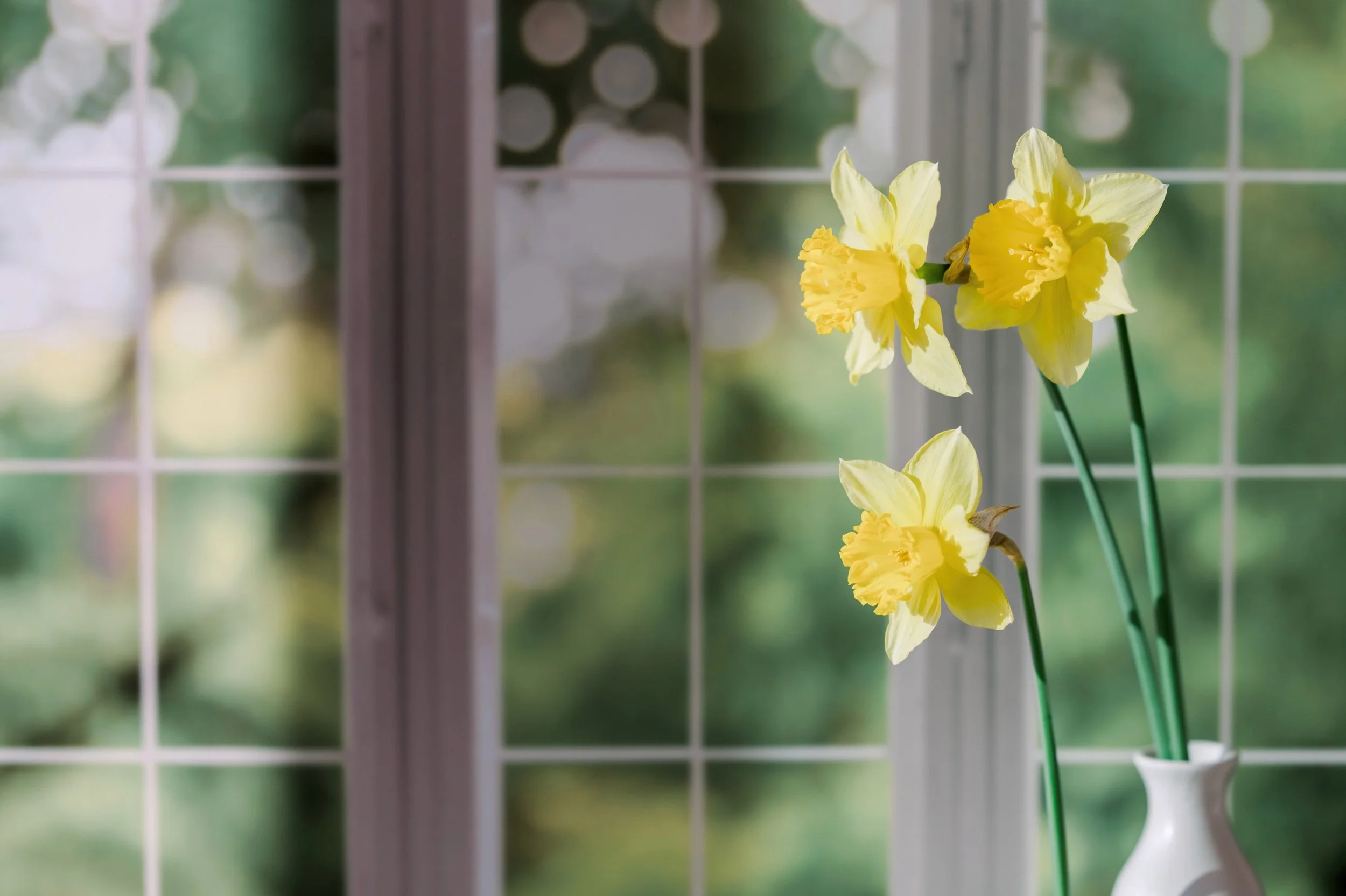 Spring Lightbody Reset-A Guided Meditation for Energetic Renewal