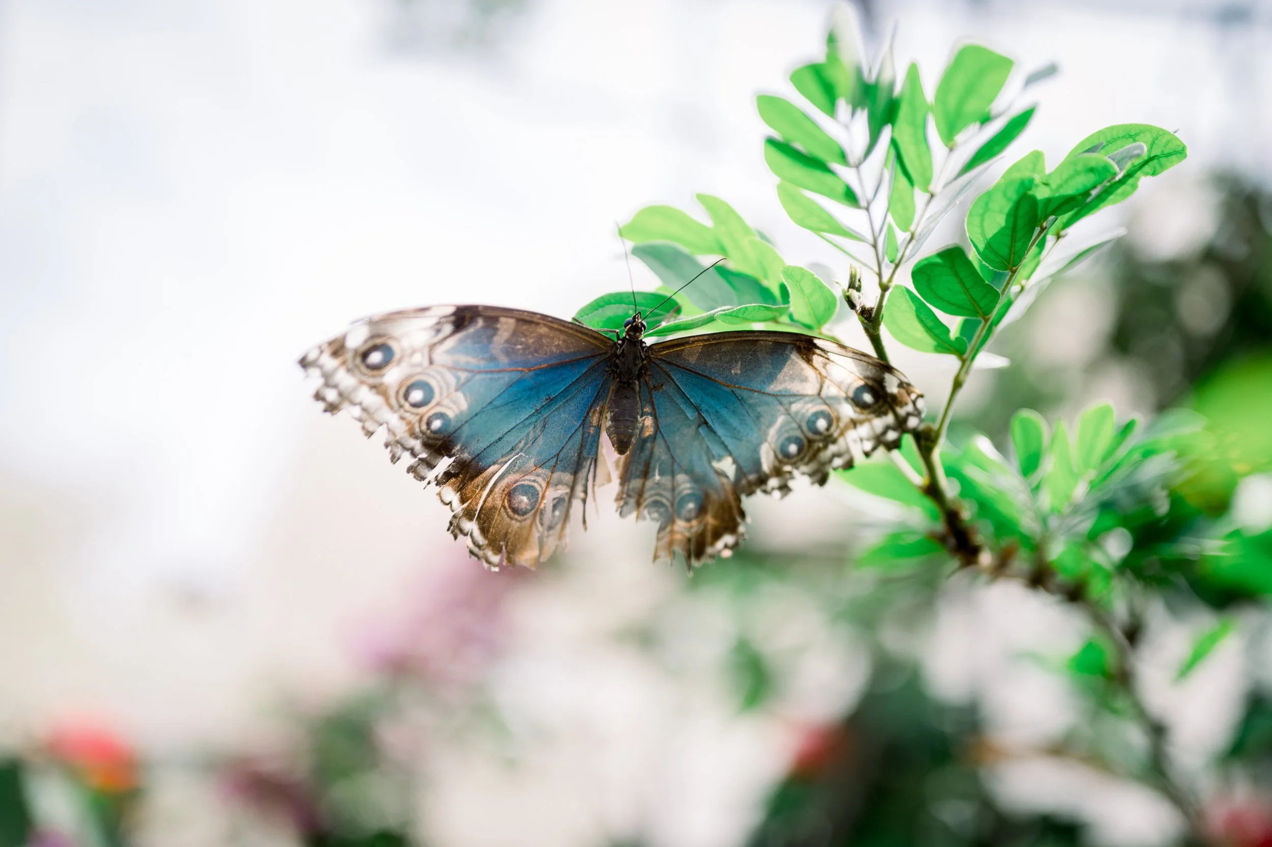 A butterfly with blue and brown wings perched on green leaves.
