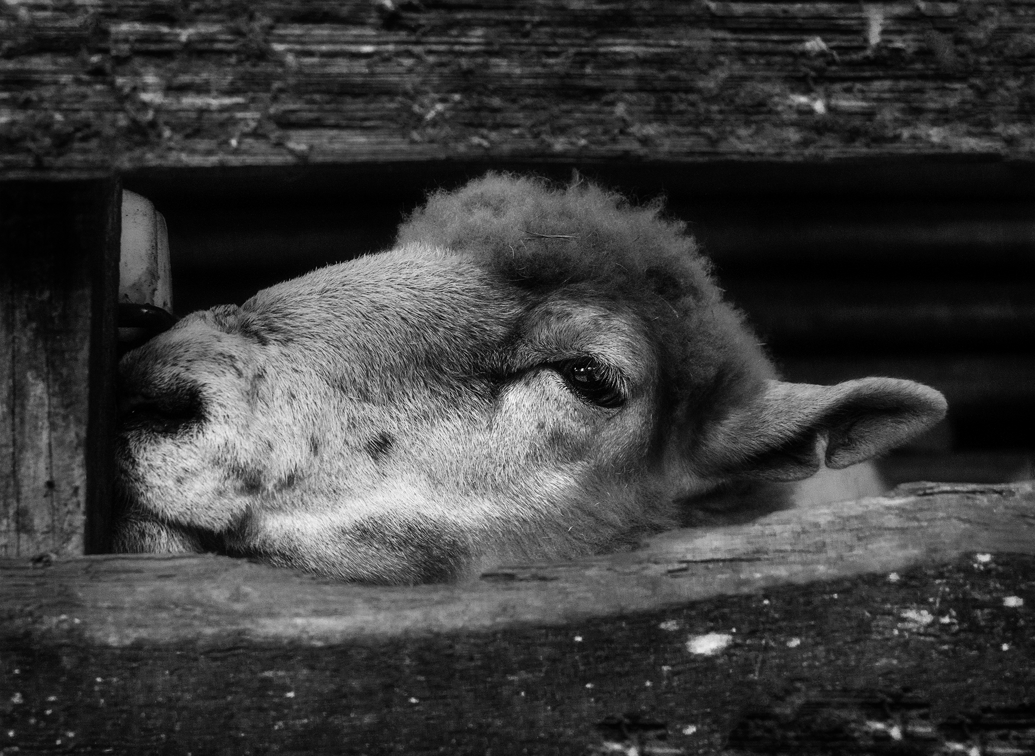 black and white photography, sheep photo, animal photography