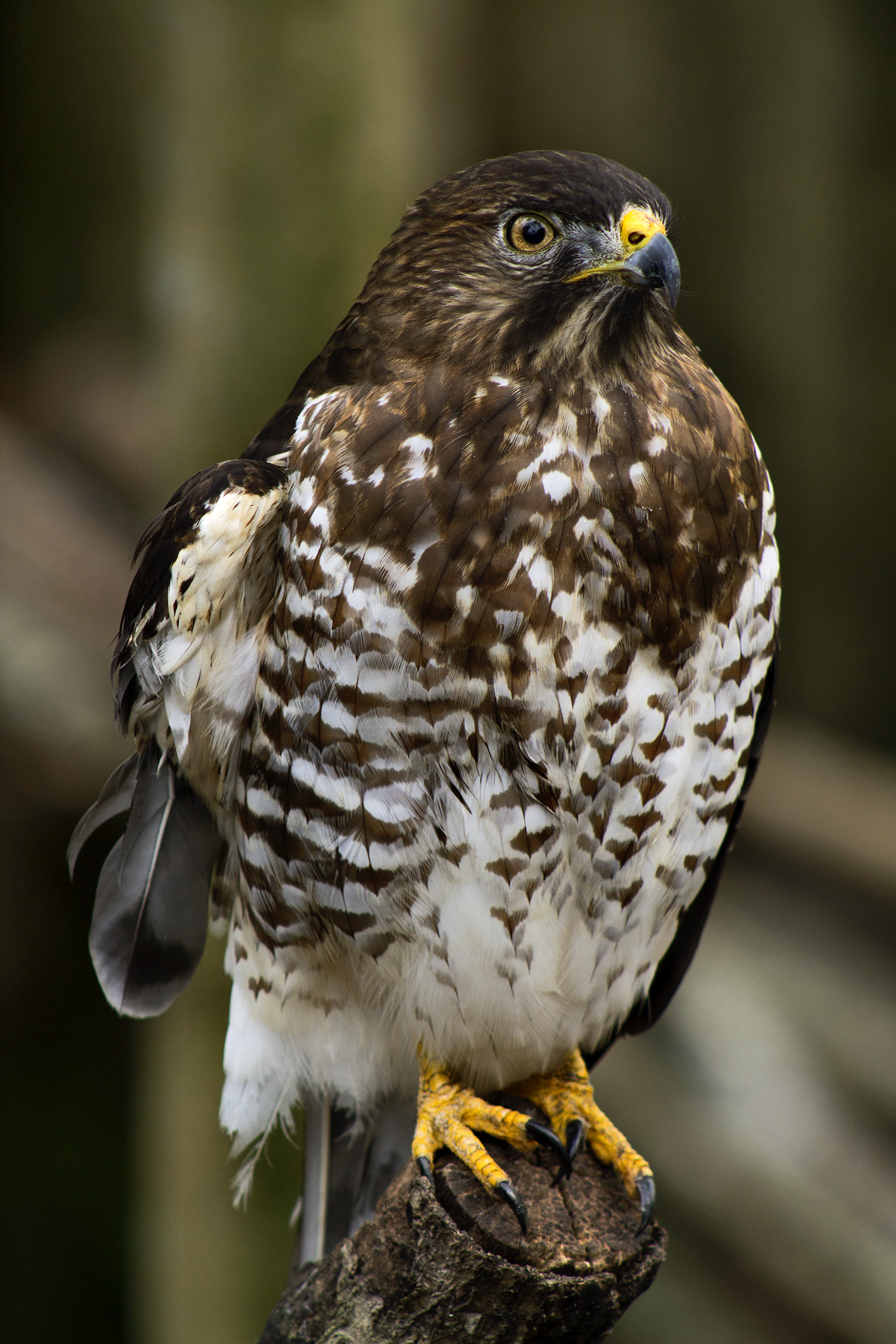 falcon photography, bird photography, animal photography