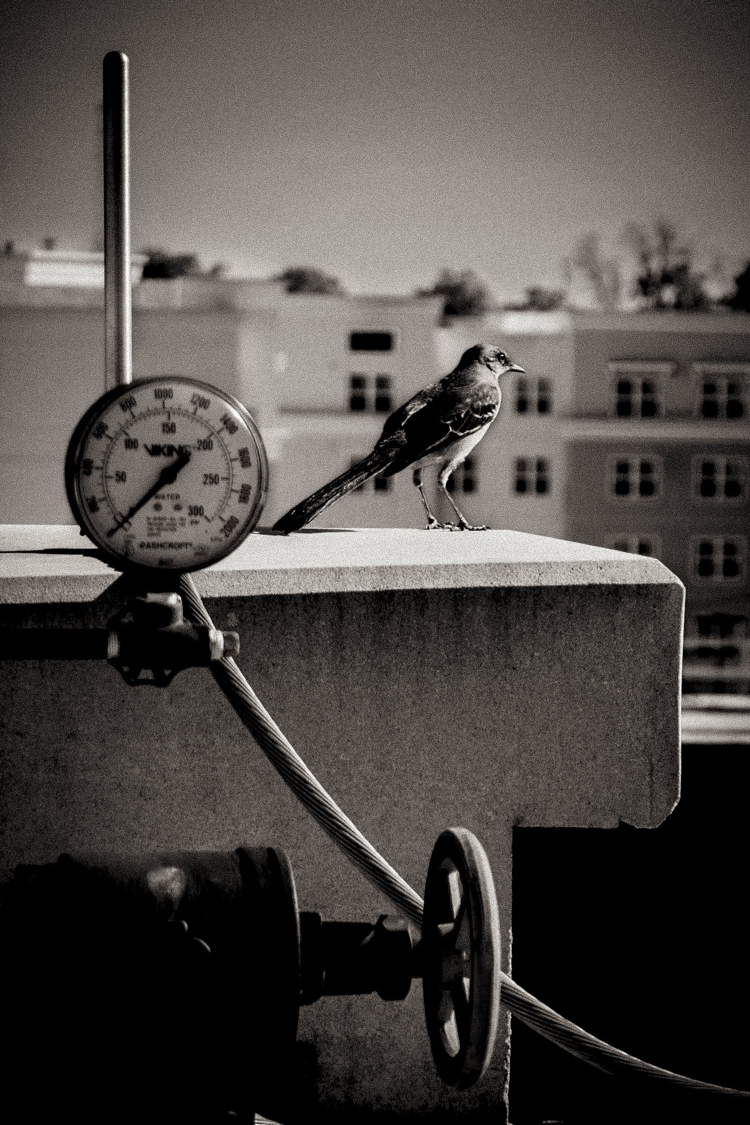 bird photography, sepia tone photography
