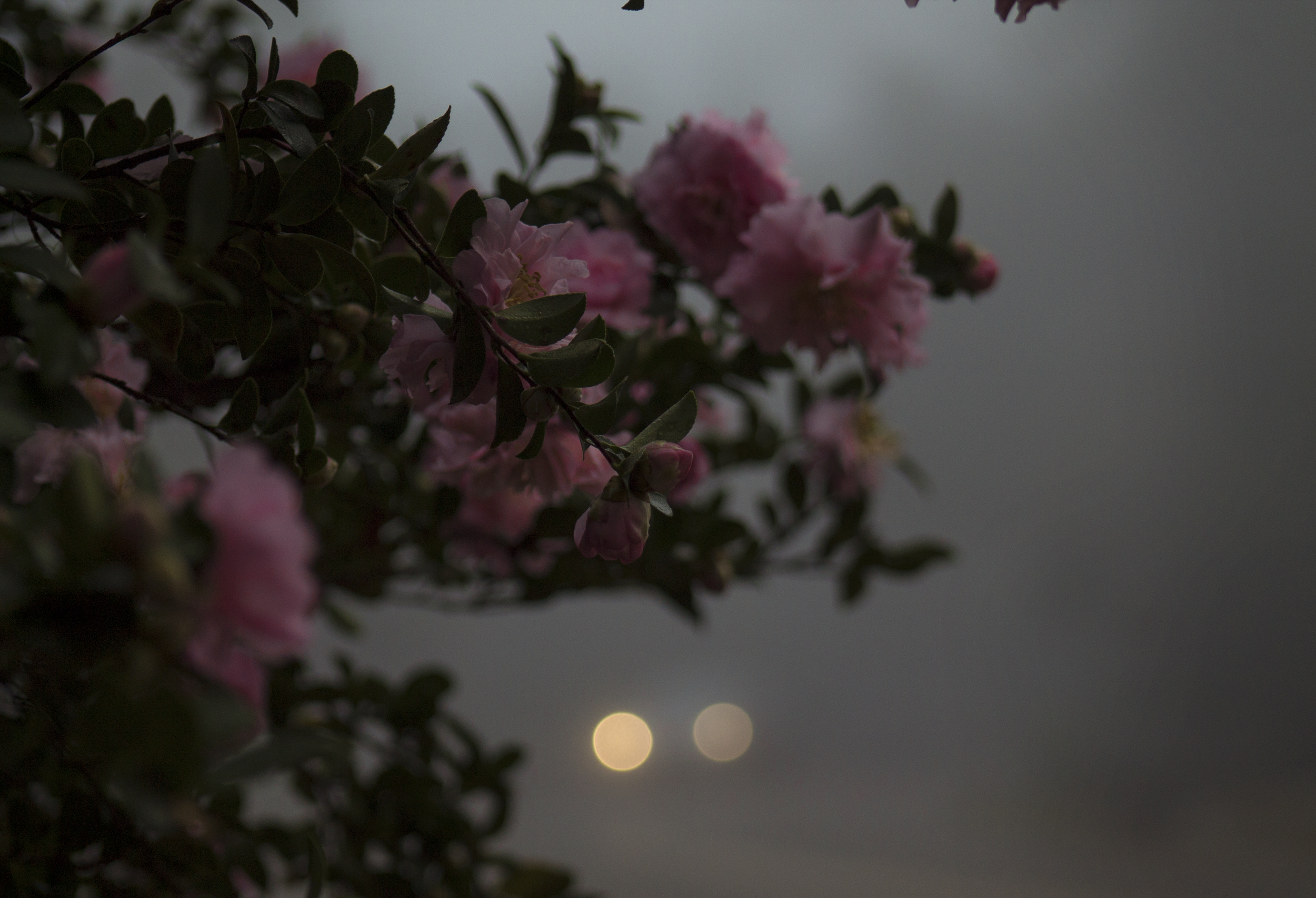 fog photography, floral photography, pink flowers