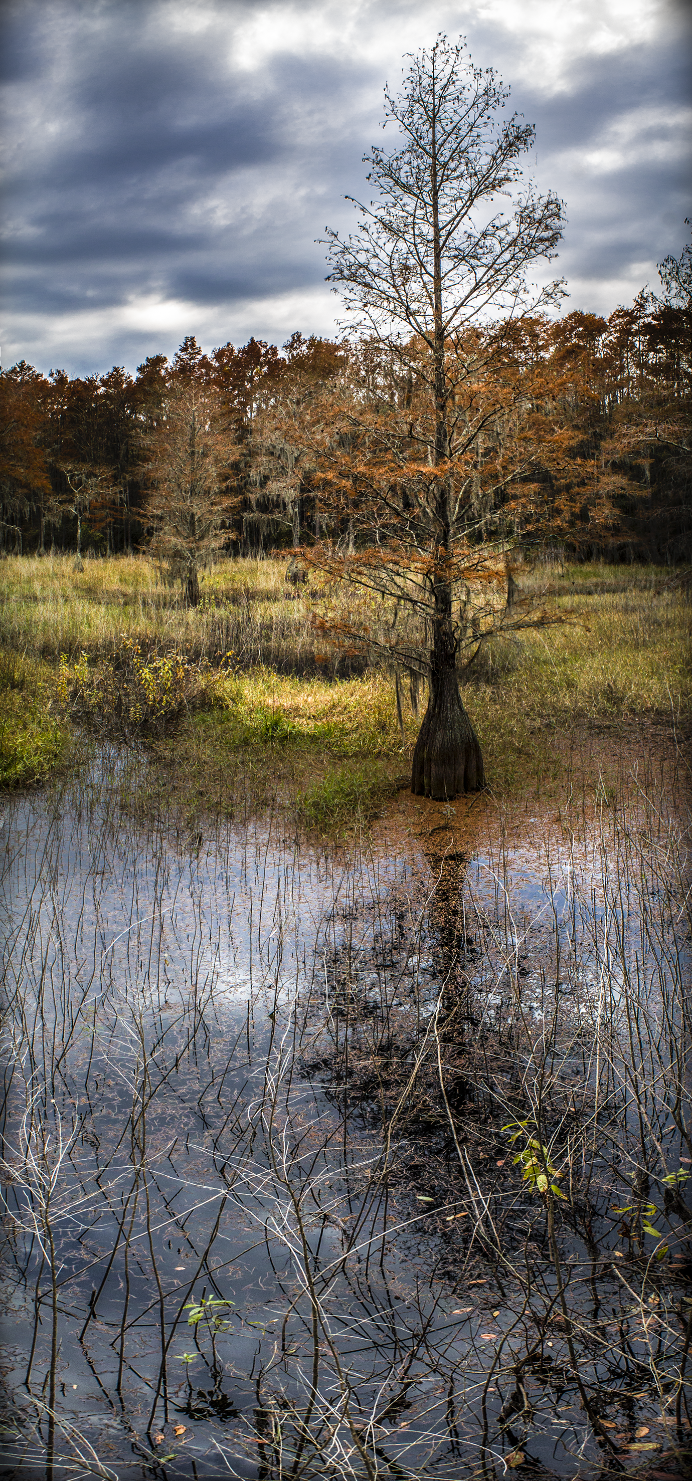 forest photography, swamp photography, florida swamp, nature photography