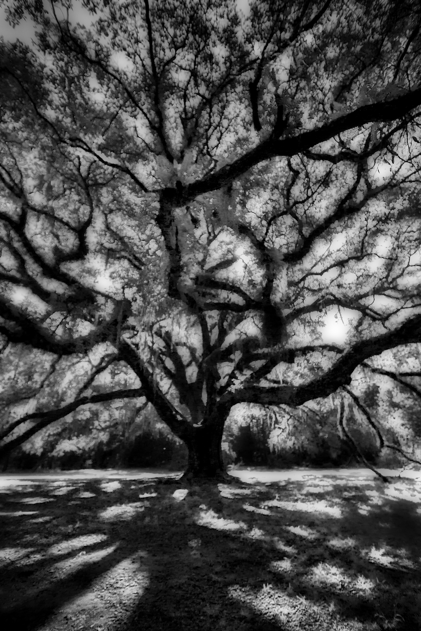 black and white photography, nature photography, tree photography, forest