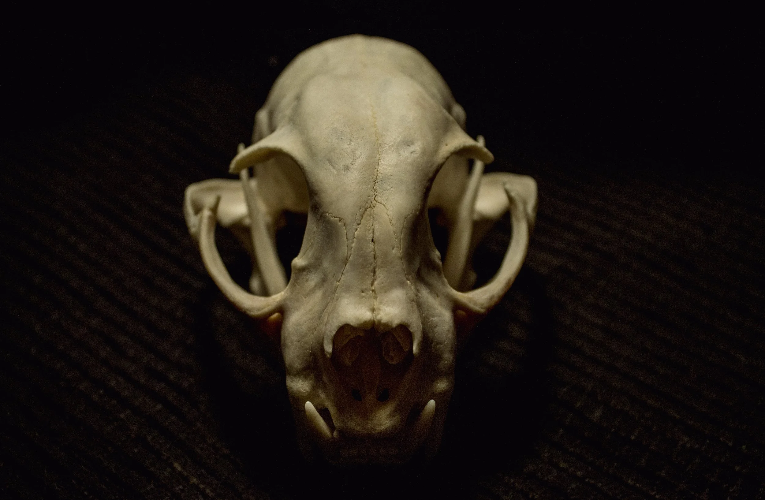 skull photography, bones photography, product photography