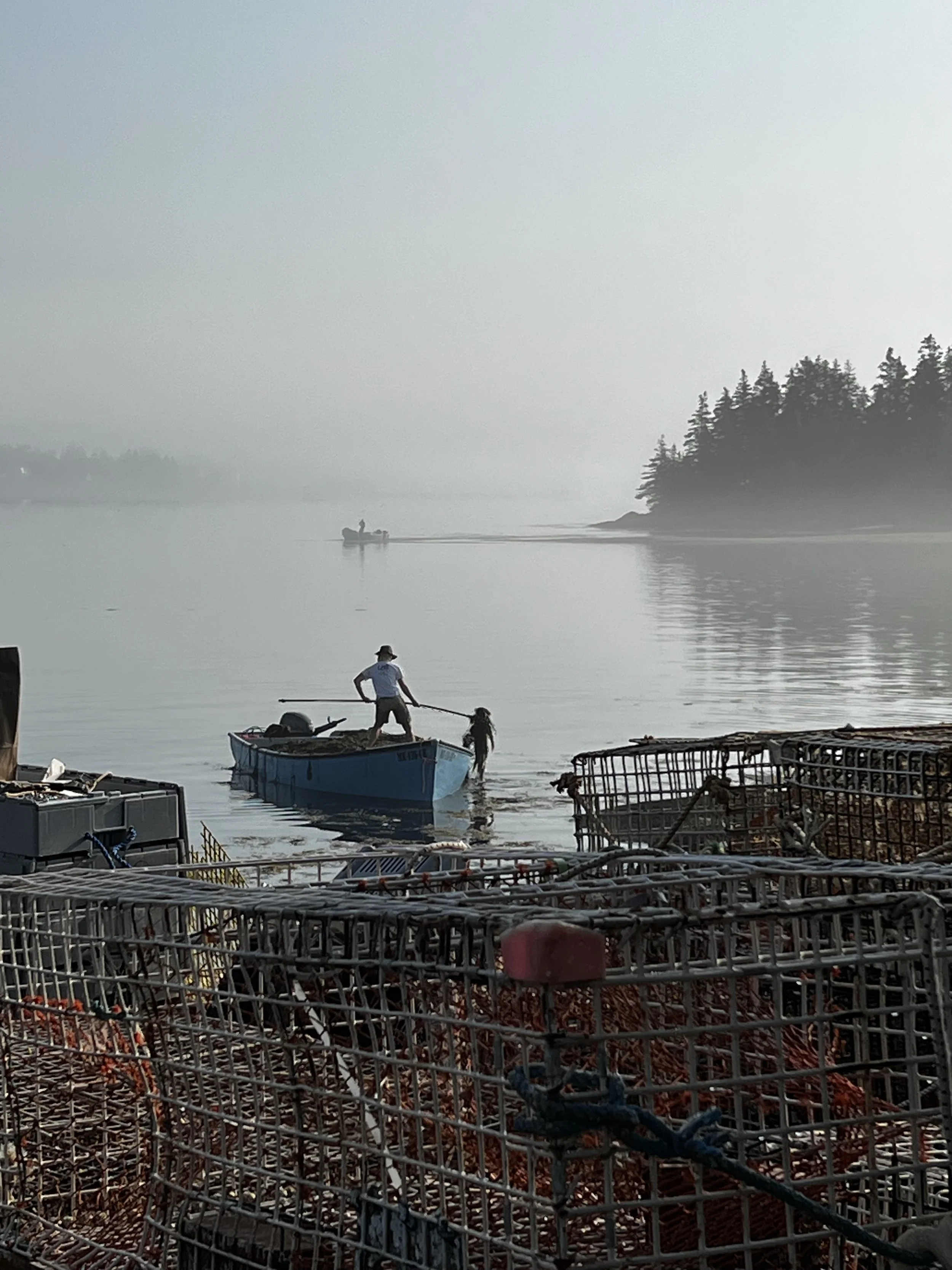 Early morning rockweed harvest in Beals, Maine.