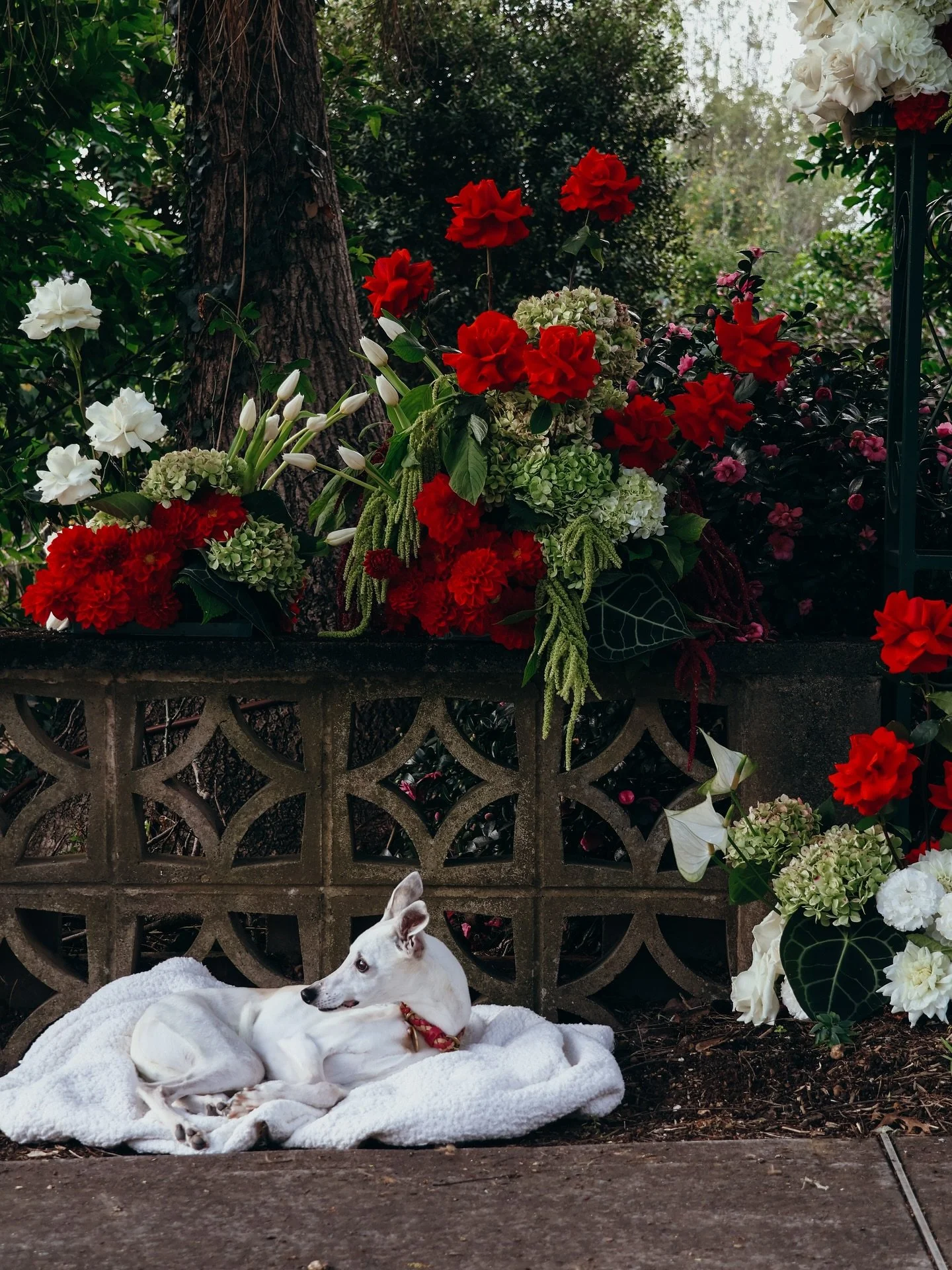 just a girl and her blooms 

{willow} 

#redroses #tulips #hydrangealove