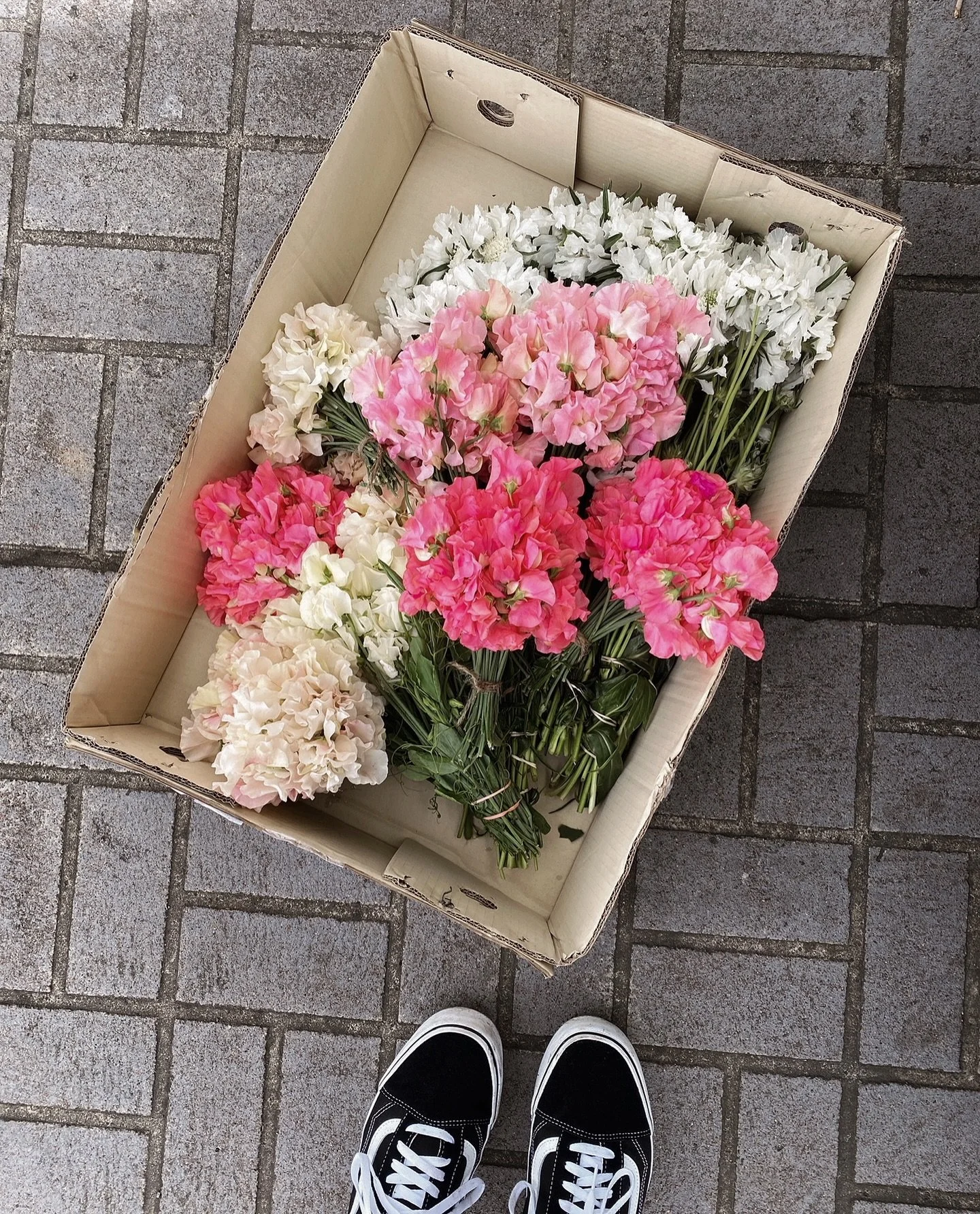 SPRING 🪐 SWEETPEA

{top five favourite, no notes} 

#sweetpea #springflowers #blooms