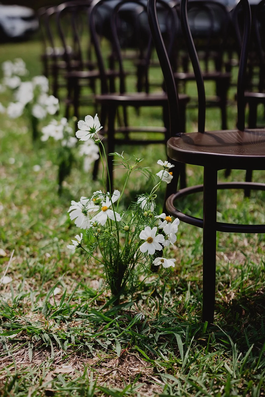 White flowers growing among brown chairs on grass in an outdoor setting.