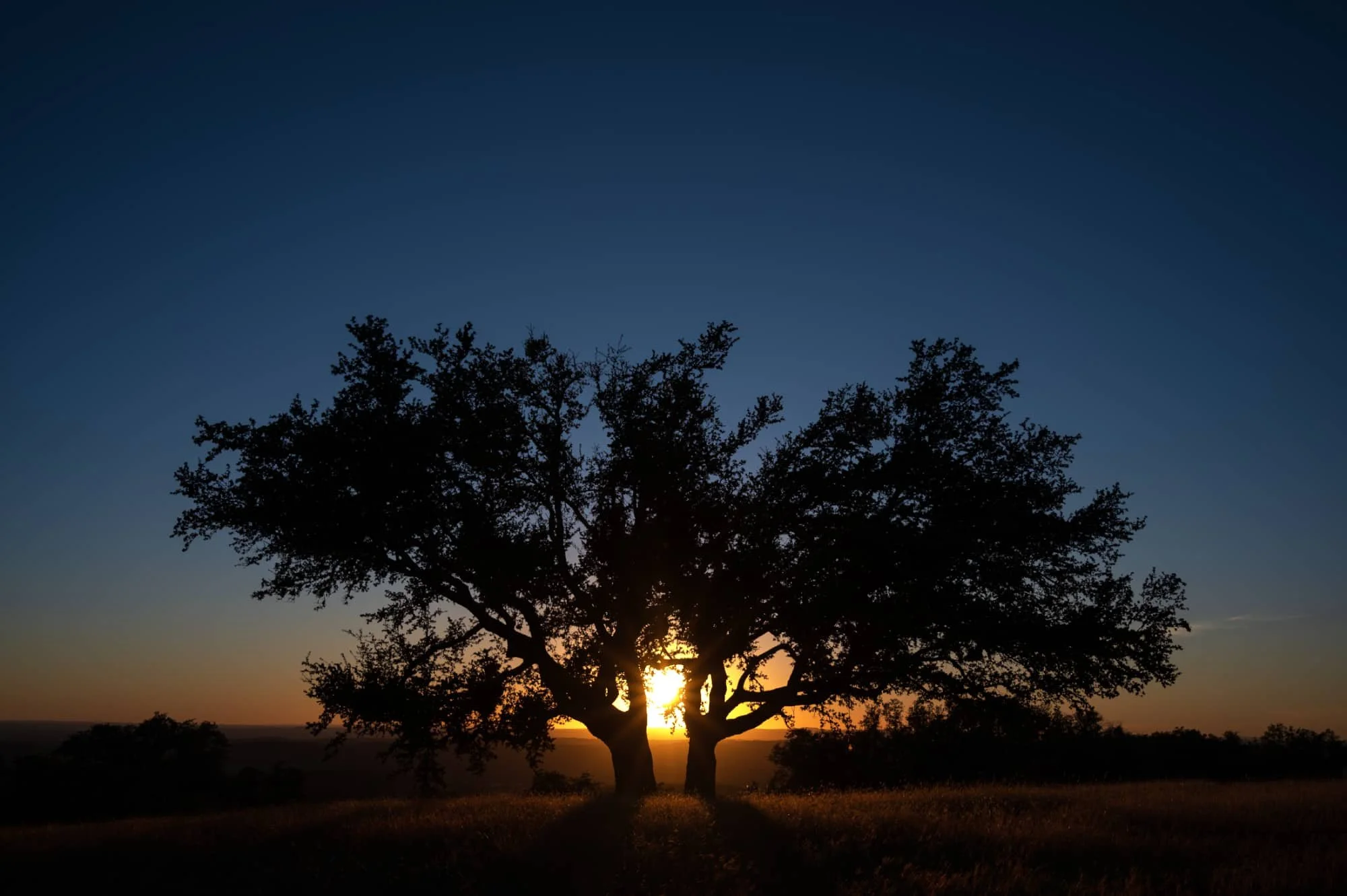 A large tree with thick branches silhouetted against a sunset sky. The sun is partially visible behind the tree, casting a warm glow. The sky transitions from light near the horizon to dark at the top.