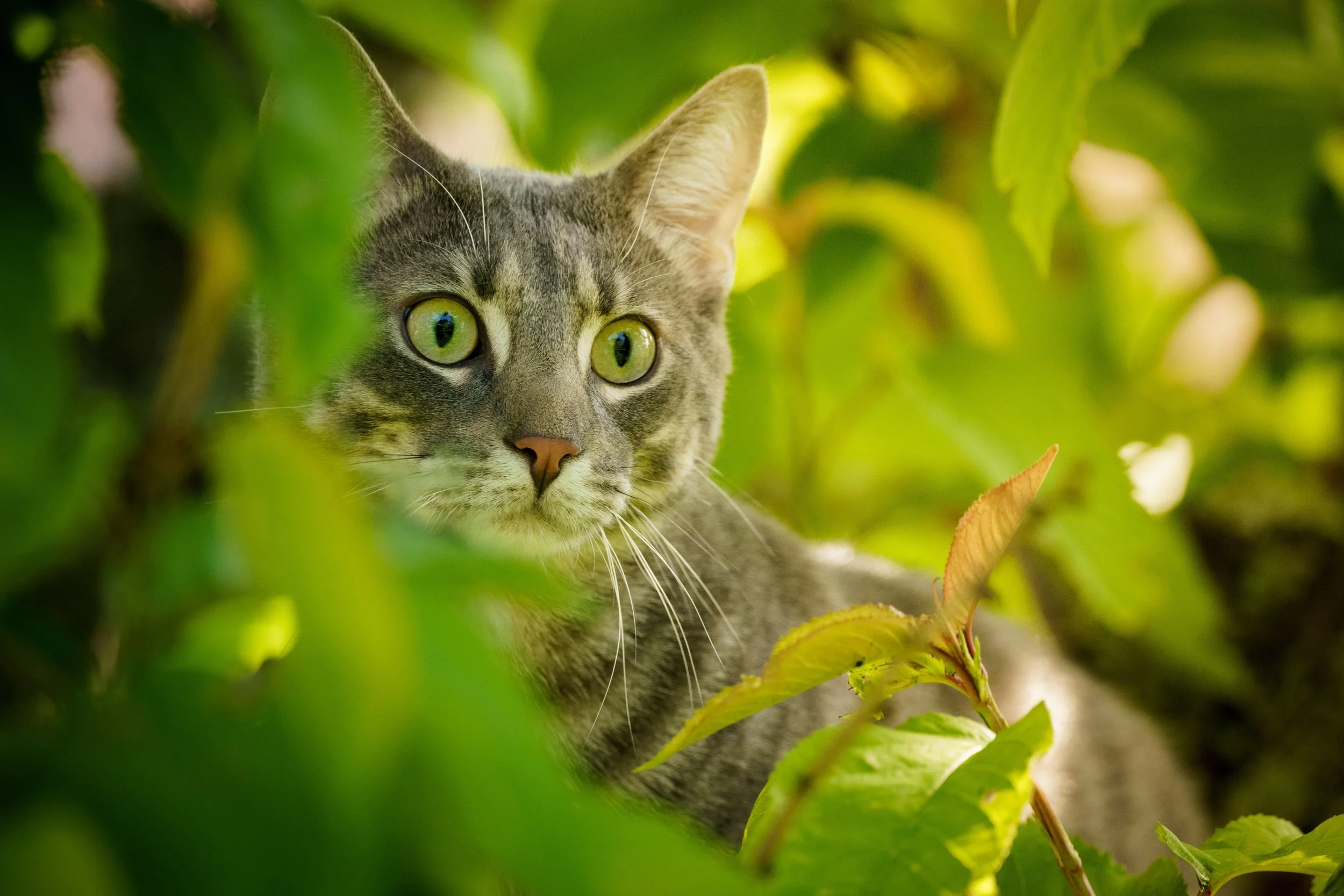 Animal Naturopathy — The Natural Animal Health Clinic