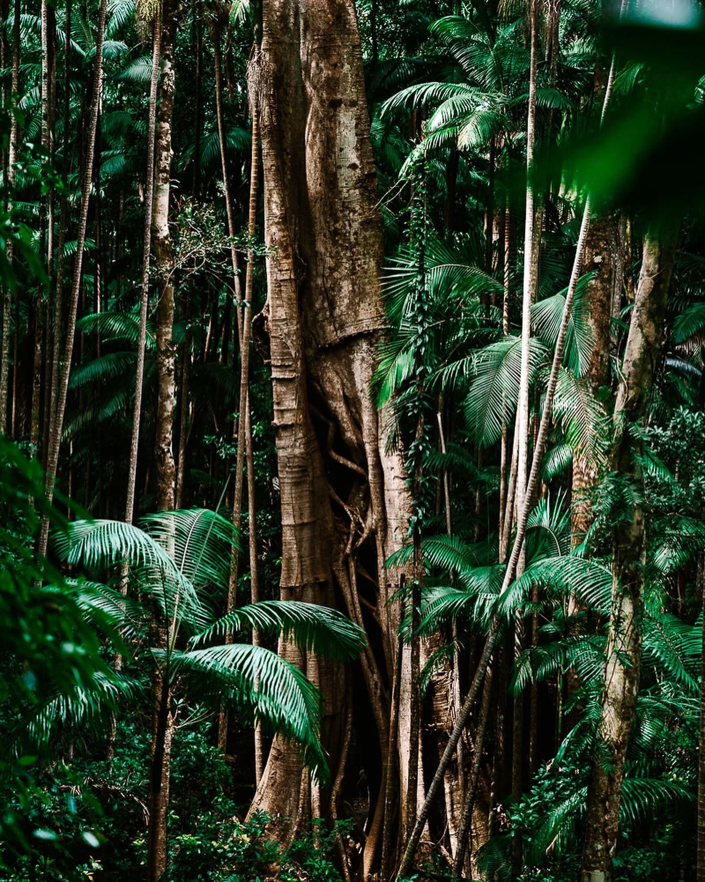 Oh how long have you stood here in the same place watching people come and go? 
The photos don&rsquo;t even do these huge trees justice, towering above the forest floor and making huge palms look small!