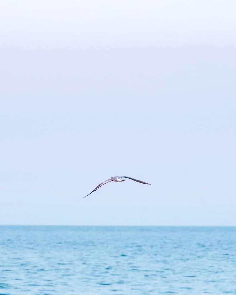 Pastel skies and soaring sea birds is my kind of calm 😌