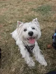 westie dog
