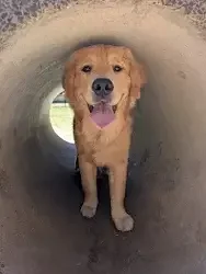 golden retriever dog
