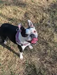 Boston terrier dog