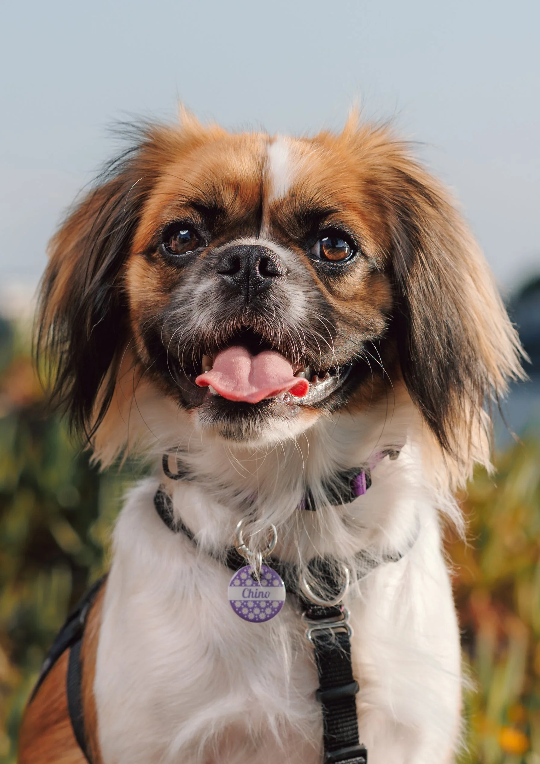 A6 multi-colour 3D-printed filament painting of a dog with realistic fur texture and artistic colour blending.