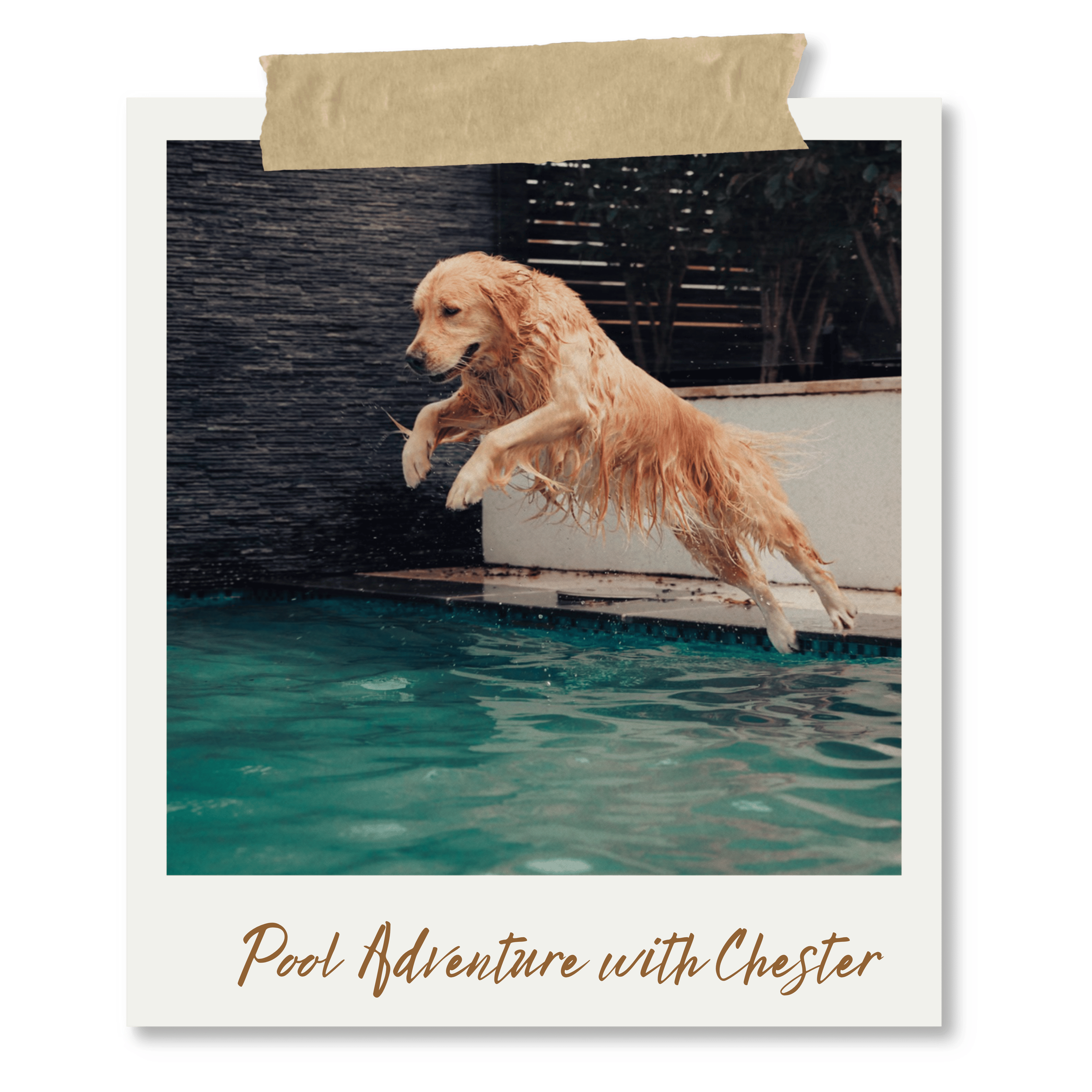 A cover page of a book titled 'Pool Adventure with Chester' featuring a photo of a dog jumping into a swimming pool.