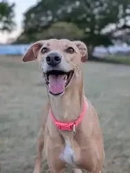kelpie cross greyhound dog