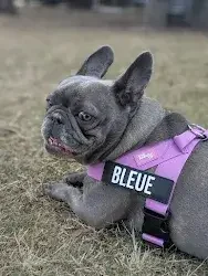 french bulldog dog