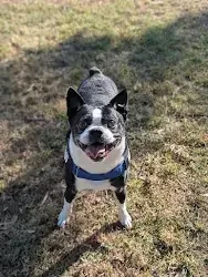 boston terrier dog