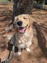 golden retriever dog