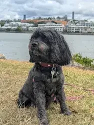 cavoodle dogs