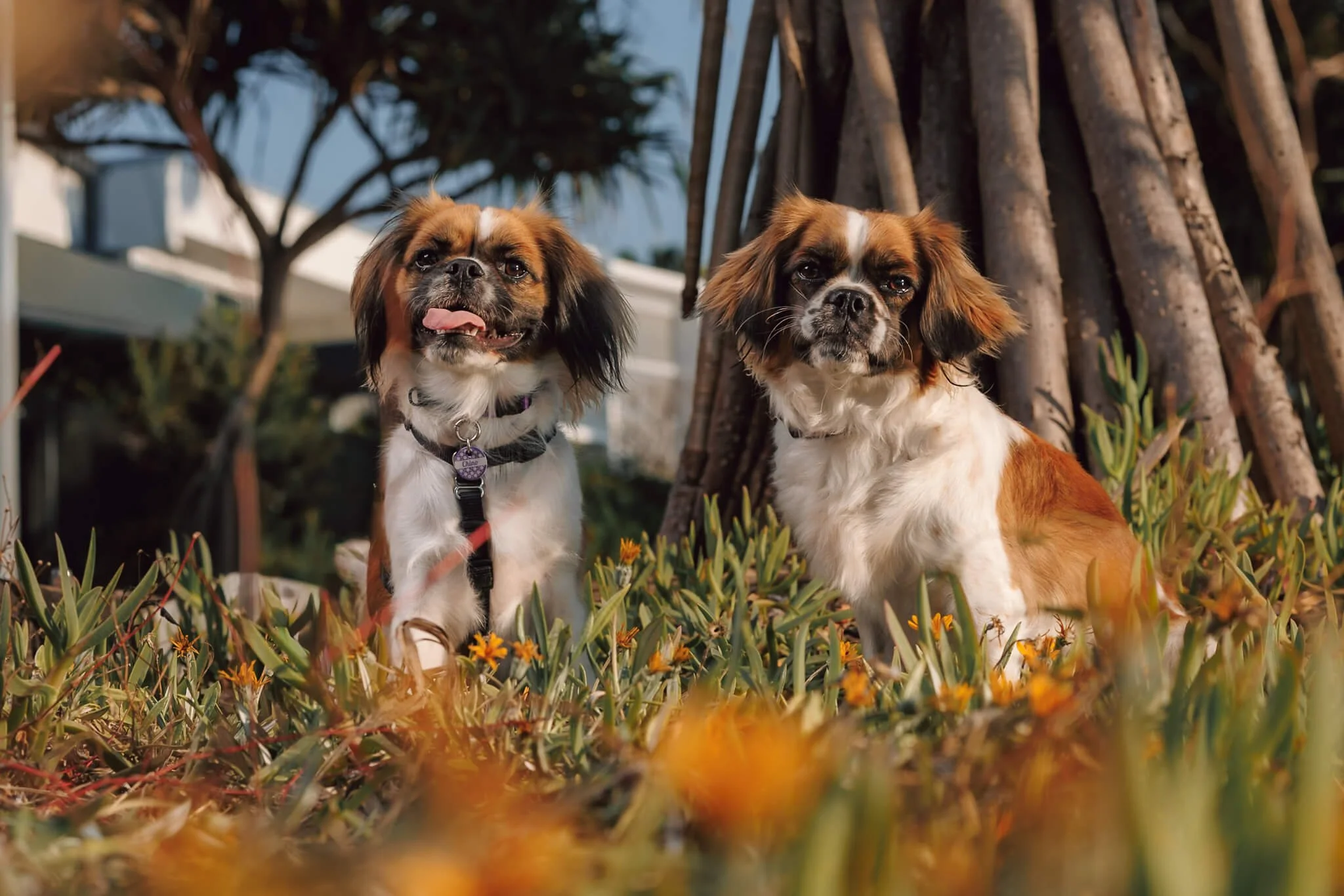 two puggaliers in the wild