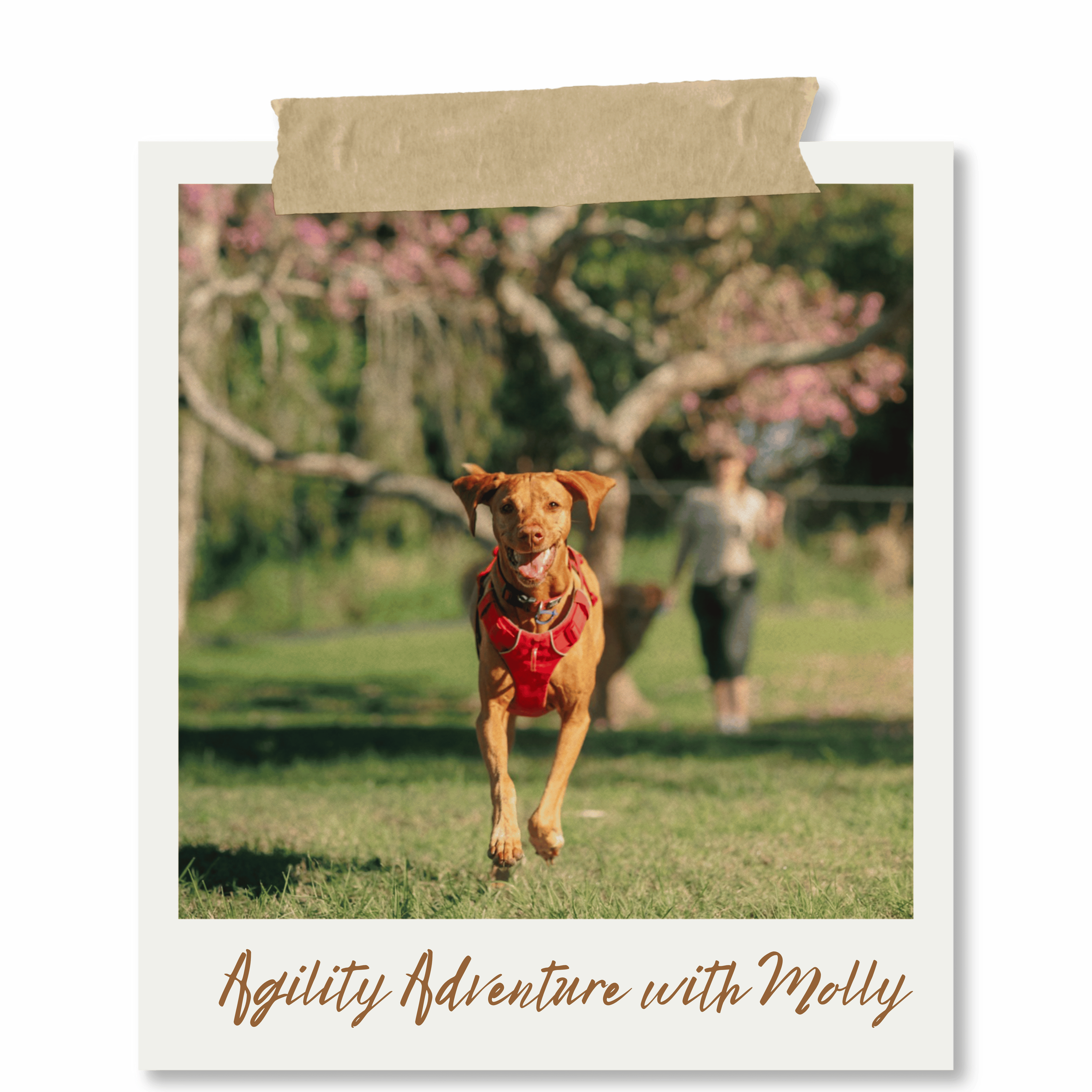 molly agility adventure