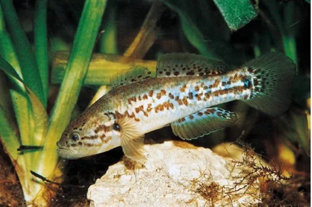 Join OzFish Planting for Purple Spots!