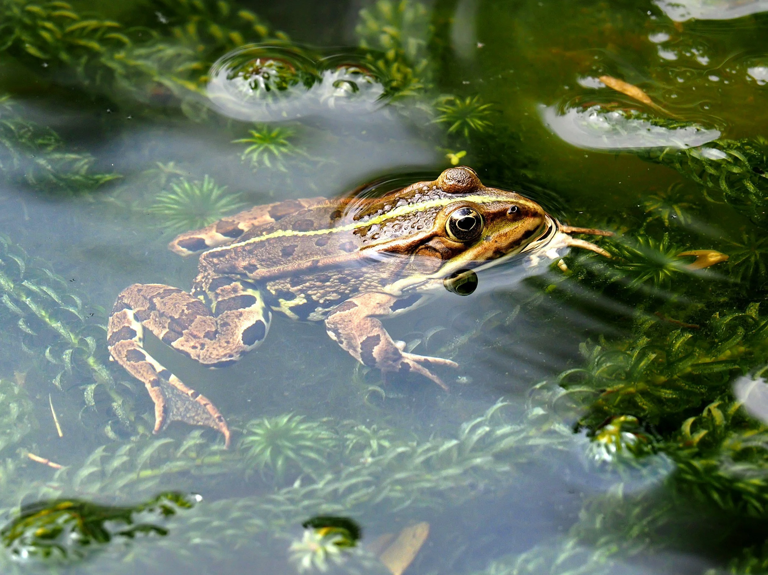Join Lithgow’s Frog Monitoring Program