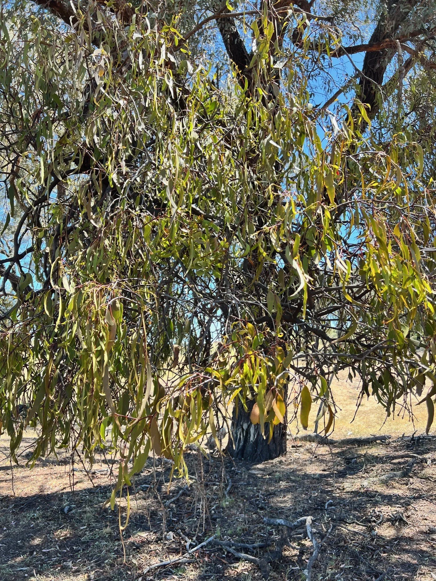 A. miraculosa as epiparasite on A. miquellii_Kristy Peters.jpg