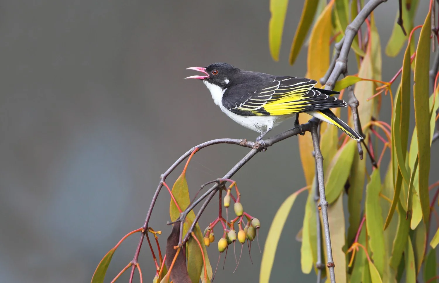 Painted Honeyeater 4767 lr_Chris Tzaros.jpg