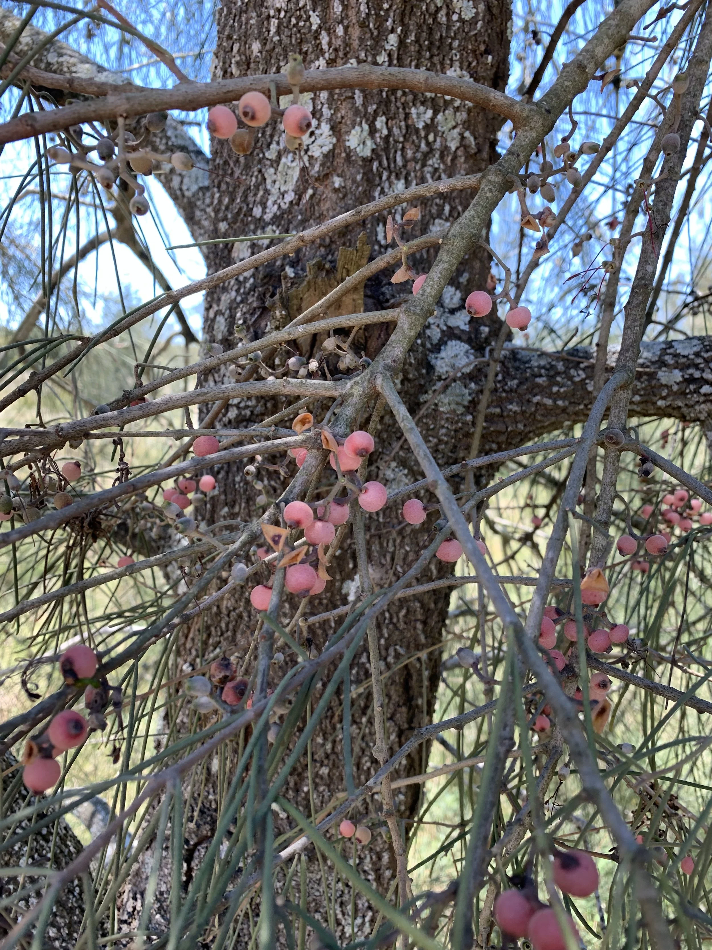 Needle-leaf Mistletoe fruiting photo_Rob Kyte.jpeg