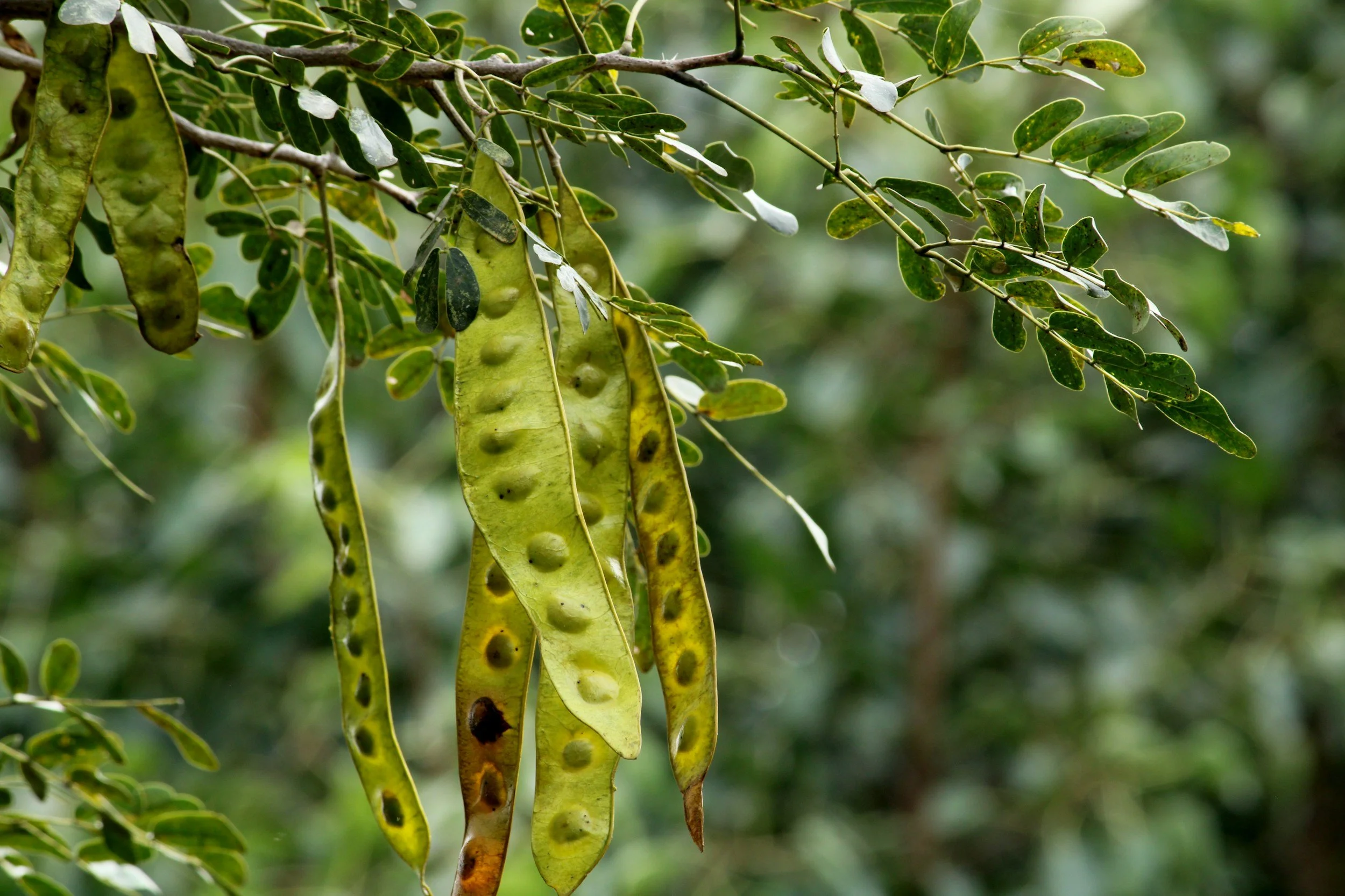 Native Seed Collection Workshop Series – Capertee Valley (Session 4)