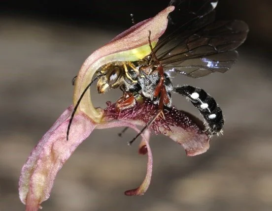 Green Drinks March 2026