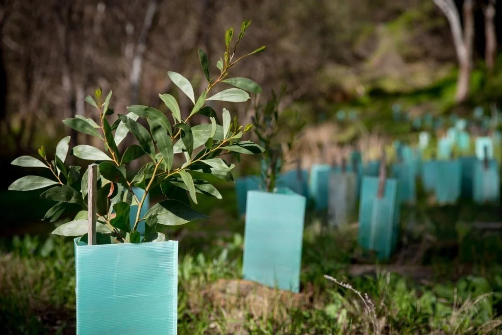 Tree Planting Opportunity at ‘Nanami’ – Eugowra