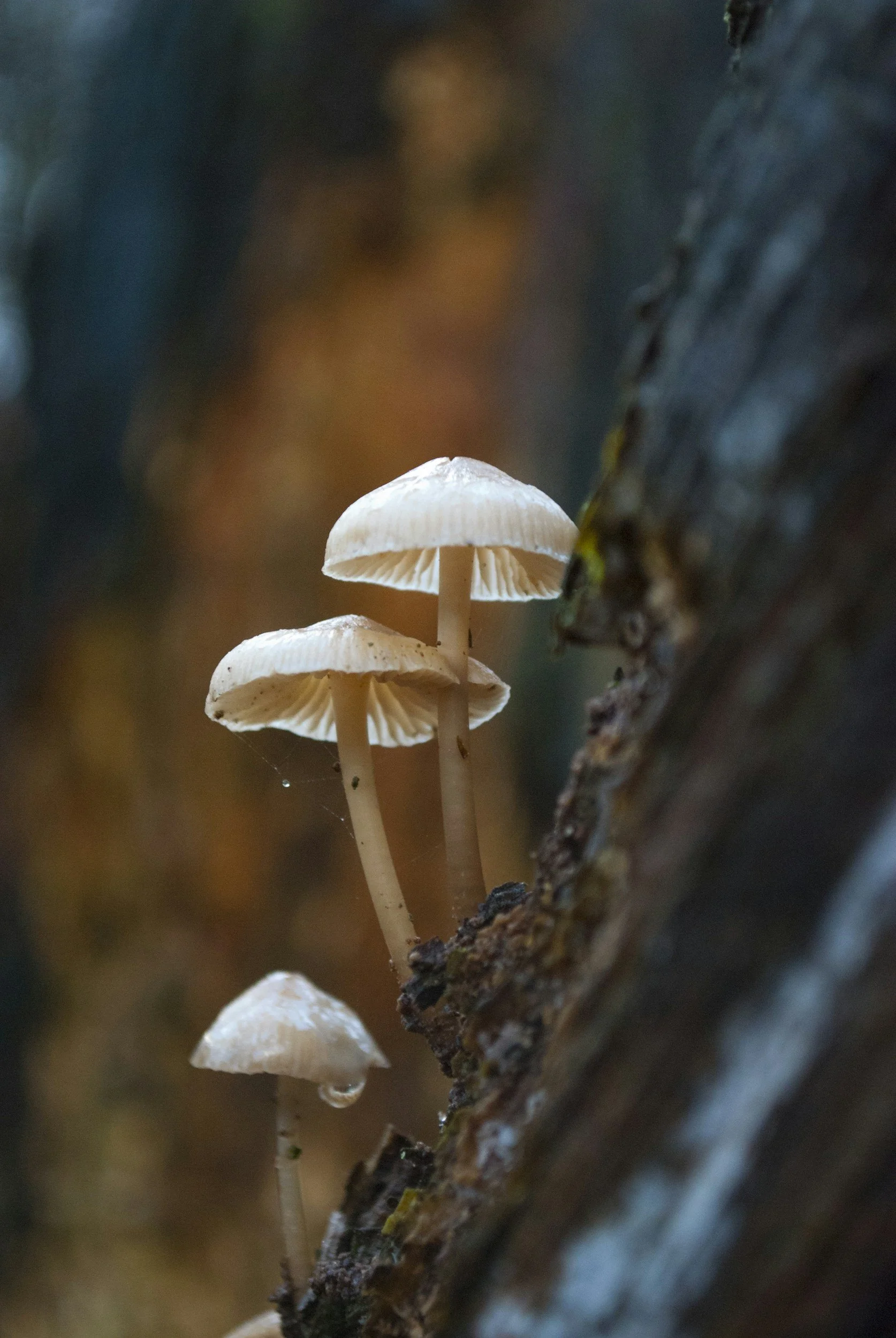Underground Allies: Fungi and Healthy Landscapes